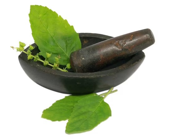 The Benefits of Tulsi (Holy Basil)