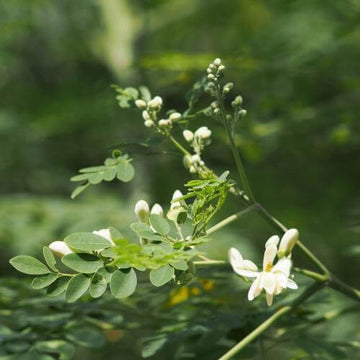 The Benefits of Moringa