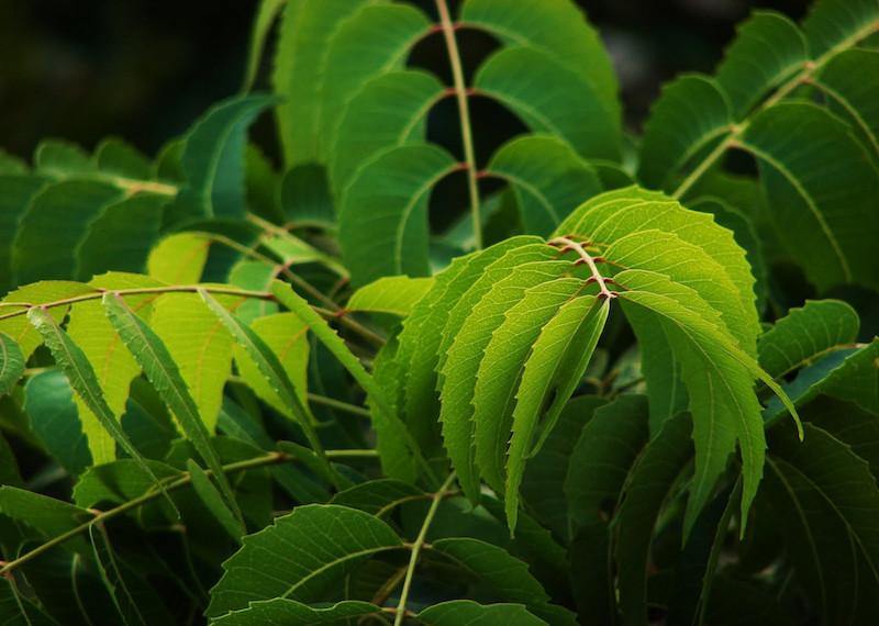 The Benefits of Neem